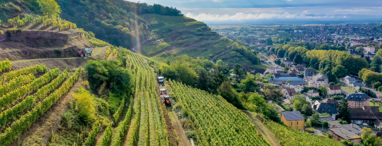 Nos magnifiques Grands Crus en coteaux 